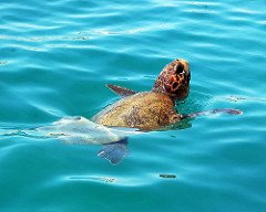 The endangered loggerhead turtles which can be seen swimming freely in the waters around Laganas