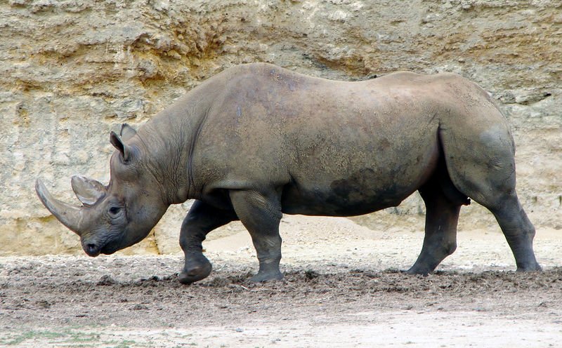 Black Rhinoceroses are an endangered species in need of protection.