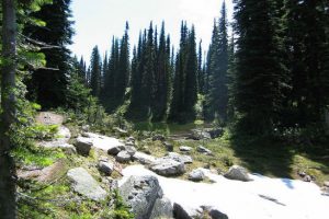 Mount Revelstoke national park