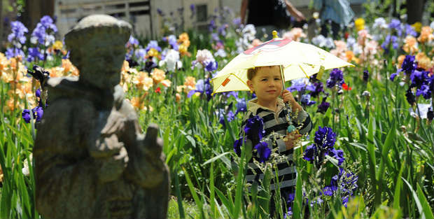 iris farm Ruidoso, New Mexico