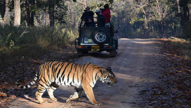 tadoba tiger safari in Andheri