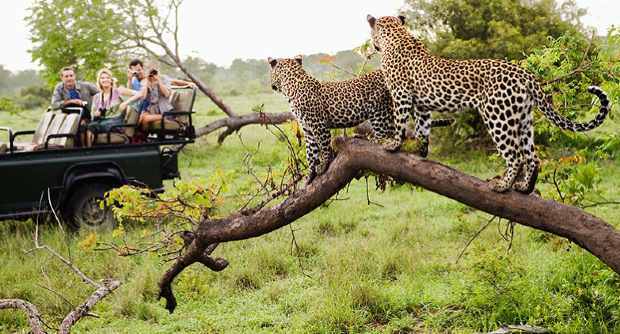 Jhalana safari tour